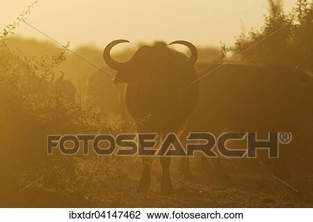 Cape Buffalo (Syncerus caffer caffer), bull in the back light of the early morning, Chobe National Park, Botswana, Africa View Large Photo Image Stock Image - Cape Buffalo (Syncerus caffer caffer), bull in the back light of the early morning, Chobe National Park, Botswana, Africa. Fotosearch