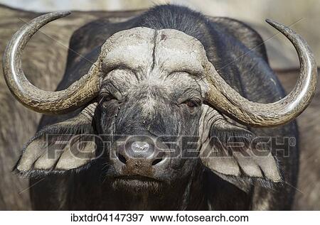 Cape Buffalo (Syncerus caffer caffer), close-up of a bull, Okavango Delta, Moremi Game Reserve, Botswana, Africa View Large Photo Image Stock Photo - Cape Buffalo (Syncerus caffer caffer), close-up of a bull, Okavango Delta, Moremi Game Reserve, Botswana, Africa. Fotosearch