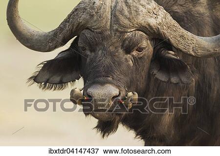 Cape Buffalo (Syncerus caffer caffer), bull with both a Yellow-billed Oxpecker (Buphagus africanus) on the left and a Red-billed Oxpecker (Buphagus erythrorhynchus), Chobe National Park, Botswana, Africa View Large Photo Image Stock Photo - Cape Buffalo (Syncerus caffer caffer), bull with both a Yellow-billed Oxpecker (Buphagus africanus) on the left and a Red-billed Oxpecker (Buphagus erythrorhynchus), Chobe National Park, Botswana, Africa. Fotosearch