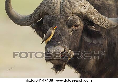 Cape Buffalo (Syncerus caffer caffer), bull with both a Yellow-billed Oxpecker (Buphagus africanus) on the left and a Red-billed Oxpecker (Buphagus erythrorhynchus), Chobe National Park, Botswana, Africa View Large Photo Image Stock Photo - Cape Buffalo (Syncerus caffer caffer), bull with both a Yellow-billed Oxpecker (Buphagus africanus) on the left and a Red-billed Oxpecker (Buphagus erythrorhynchus), Chobe National Park, Botswana, Africa. Fotosearch