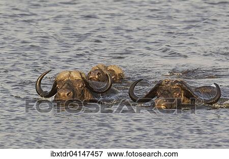 Cape Buffalo (Syncerus caffer caffer), two bulls on the left and one cow swimming through the Chobe River, Chobe National Park, Botswana, Africa View Large Photo Image Stock Photo - Cape Buffalo (Syncerus caffer caffer), two bulls on the left and one cow swimming through the Chobe River, Chobe National Park, Botswana, Africa. Fotosearch
