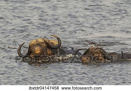 Cape Buffalo (Syncerus caffer caffer), two bulls on the left and one cow swimming through the Chobe River, Chobe National Park, Botswana, Africa View Large Photo Image Stock Photo - Cape Buffalo (Syncerus caffer caffer), two bulls on the left and one cow swimming through the Chobe River, Chobe National Park, Botswana, Africa. Fotosearch