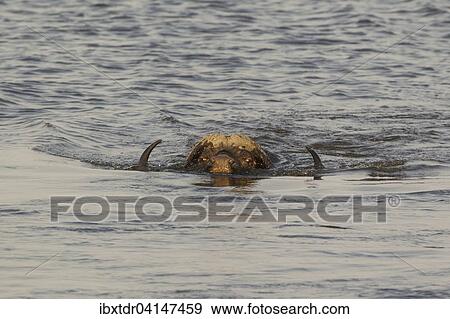Cape Buffalo (Syncerus caffer caffer), bull swimming through the Chobe River, Chobe National Park, Botswana, Africa View Large Photo Image Stock Photo - Cape Buffalo (Syncerus caffer caffer), bull swimming through the Chobe River, Chobe National Park, Botswana, Africa. Fotosearch