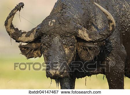 Cape Buffalo (Syncerus caffer caffer), bull has been enjoying a mud bath, Chobe National Park, Botswana, Africa View Large Photo Image Stock Photo - Cape Buffalo (Syncerus caffer caffer), bull has been enjoying a mud bath, Chobe National Park, Botswana, Africa. Fotosearch