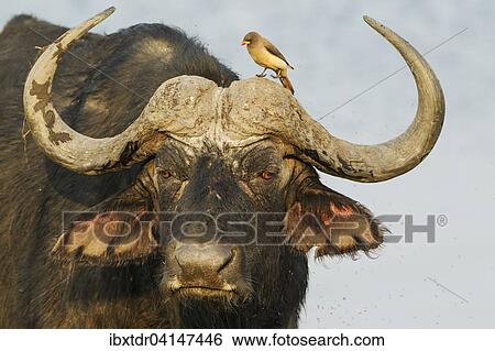 Cape Buffalo (Syncerus caffer caffer), bull with Yellow-billed Oxpecker (Buphagus africanus), the oxpeckers are associated with large mammals and peck ticks and other parasites from their skin, Chobe National Park, Botswana, Africa View Large Photo Image Stock Photograph - Cape Buffalo (Syncerus caffer caffer), bull with Yellow-billed Oxpecker (Buphagus africanus), the oxpeckers are associated with large mammals and peck ticks and other parasites from their skin, Chobe National Park, Botswana, Africa. Fotosearch