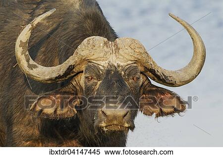 Cape Buffalo (Syncerus caffer caffer), close-up of a bull, Chobe National Park, Botswana, Africa View Large Photo Image Stock Photography - Cape Buffalo (Syncerus caffer caffer), close-up of a bull, Chobe National Park, Botswana, Africa. Fotosearch