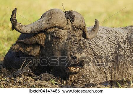 Cape Buffalo (Syncerus caffer caffer), bull enjoying a mud hole, Chobe National Park, Botswana, Africa View Large Photo Image Stock Photography - Cape Buffalo (Syncerus caffer caffer), bull enjoying a mud hole, Chobe National Park, Botswana, Africa. Fotosearch