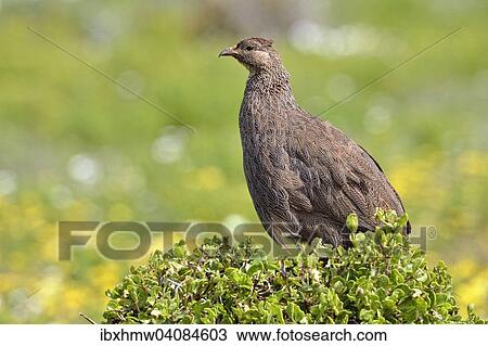 Cape Francolin (Pternistis capensis), West Coast National Park, Langebaan, Western Cape, South Africa, Africa View Large Photo Image Stock Image - Cape Francolin (Pternistis capensis), West Coast National Park, Langebaan, Western Cape, South Africa, Africa. Fotosearch