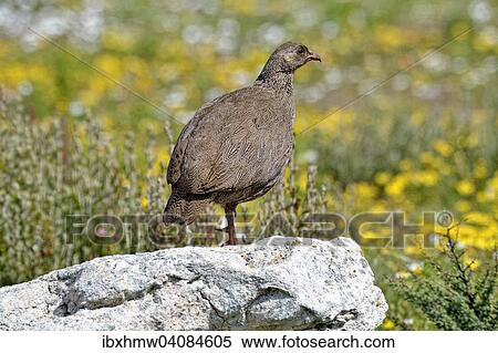 Cape Francolin (Pternistis capensis), West Coast National Park, Langebaan, Western Cape, South Africa, Africa View Large Photo Image Stock Photography - Cape Francolin (Pternistis capensis), West Coast National Park, Langebaan, Western Cape, South Africa, Africa. Fotosearch