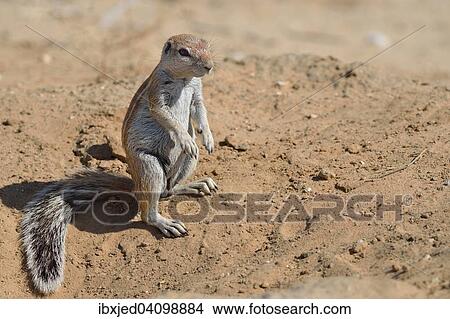 Picture - Cape ground squirrel (Xerus inauris), young male, standing at the entrance of a burrow, Kgalagadi Transfrontier Park, Northern Cape, South Africa, Africa. Fotosearch