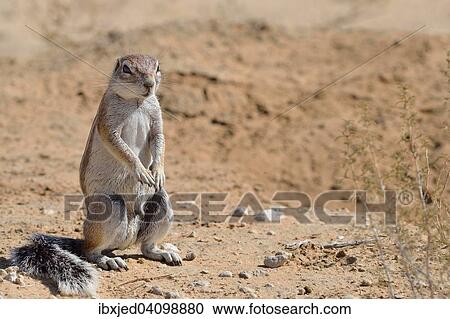Stock Image - Cape ground squirrel (Xerus inauris), adult male, standing, Kgalagadi Transfrontier Park, Northern Cape, South Africa, Africa. Fotosearch