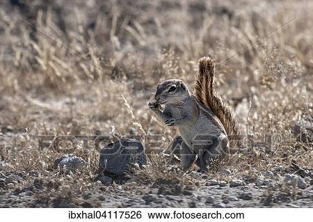 Cape Ground Squirrel (Xerus inauris), Etosha National Park, Namibia, Africa View Large Photo Image Stock Photograph - Cape Ground Squirrel (Xerus inauris), Etosha National Park, Namibia, Africa. Fotosearch