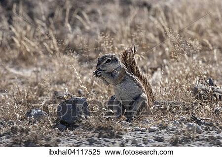 Stock Photography - Cape Ground Squirrel (Xerus inauris), Etosha National Park, Namibia, Africa. Fotosearch
