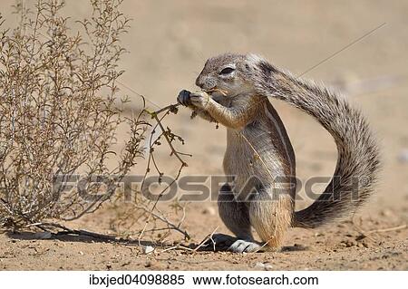 Cape ground squirrel (Xerus inauris), young male, feeding, Kgalagadi Transfrontier Park, Northern Cape, South Africa, Africa View Large Photo Image Stock Photography - Cape ground squirrel (Xerus inauris), young male, feeding, Kgalagadi Transfrontier Park, Northern Cape, South Africa, Africa. Fotosearch