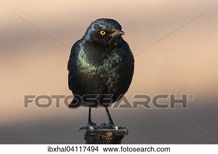 Cape starling (Lamprotornis nitens), Etosha National Park, Namibia, Africa View Large Photo Image Picture - Cape starling (Lamprotornis nitens), Etosha National Park, Namibia, Africa. Fotosearch