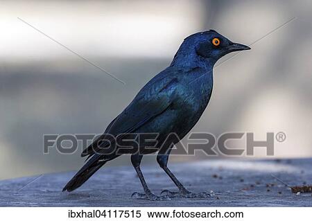 Stock Photography - Cape starling (Lamprotornis nitens), Etosha National Park, Namibia, Africa. Fotosearch