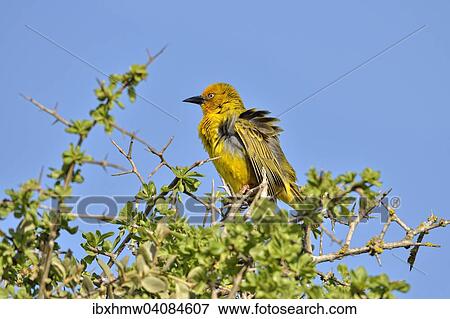 Cape Weaver (Ploceus capensis), West Coast National Park, Langebaan, Western Cape, South Africa, Africa View Large Photo Image Stock Photo - Cape Weaver (Ploceus capensis), West Coast National Park, Langebaan, Western Cape, South Africa, Africa. Fotosearch
