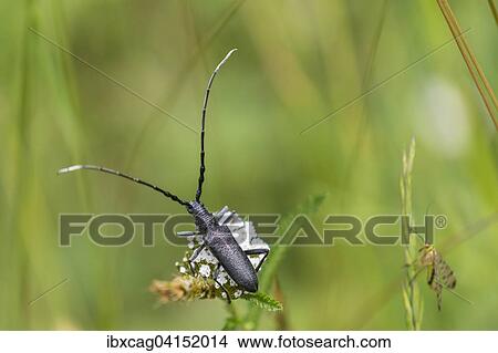 Capricorn Beetle (Cerambyx scopolii), Hesse, Germany, Europe View Large Photo Image Picture - Capricorn Beetle (Cerambyx scopolii), Hesse, Germany, Europe. Fotosearch