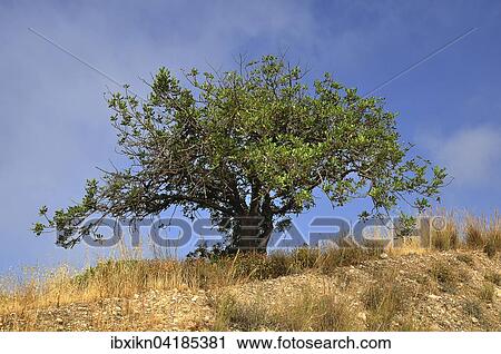 Carob tree (Ceratonia siliqua), Agia Galini, Crete, Greece, Europe View Large Photo Image Stock Image - Carob tree (Ceratonia siliqua), Agia Galini, Crete, Greece, Europe. Fotosearch