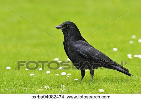 Carrion Crow (Corvus corone), on a meadow, North Rhine-Westphalia, Germany, Europe View Large Photo Image Picture - Carrion Crow (Corvus corone), on a meadow, North Rhine-Westphalia, Germany, Europe. Fotosearch