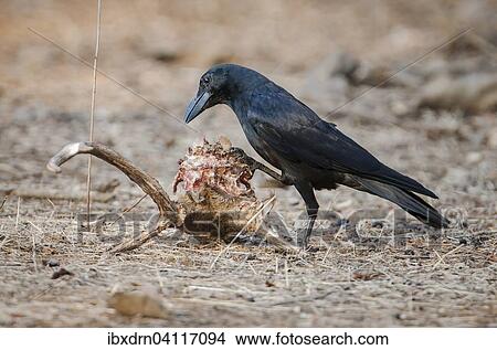 Carrion Crow (Corvus corone) on the skull of a Chital or Cheetal (Axis axis), Sasan-Gir, Gir Forest National Park, Gujarat, India, Asia View Large Photo Image Picture - Carrion Crow (Corvus corone) on the skull of a Chital or Cheetal (Axis axis), Sasan-Gir, Gir Forest National Park, Gujarat, India, Asia. Fotosearch