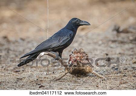 Carrion Crow (Corvus corone) on the skull of a Chital or Cheetal (Axis axis), Sasan-Gir, Gir Forest National Park, Gujarat, India, Asia View Large Photo Image Stock Image - Carrion Crow (Corvus corone) on the skull of a Chital or Cheetal (Axis axis), Sasan-Gir, Gir Forest National Park, Gujarat, India, Asia. Fotosearch