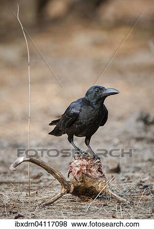 Carrion Crow (Corvus corone) on the skull of a Chital or Cheetal (Axis axis), Sasan-Gir, Gir Forest National Park, Gujarat, India, Asia View Large Photo Image Stock Photo - Carrion Crow (Corvus corone) on the skull of a Chital or Cheetal (Axis axis), Sasan-Gir, Gir Forest National Park, Gujarat, India, Asia. Fotosearch