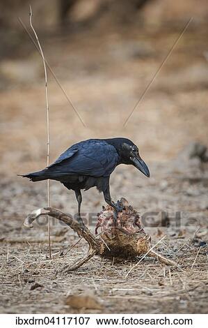Carrion Crow (Corvus corone) on the skull of a Chital or Cheetal (Axis axis), Sasan-Gir, Gir Forest National Park, Gujarat, India, Asia View Large Photo Image Stock Photo - Carrion Crow (Corvus corone) on the skull of a Chital or Cheetal (Axis axis), Sasan-Gir, Gir Forest National Park, Gujarat, India, Asia. Fotosearch