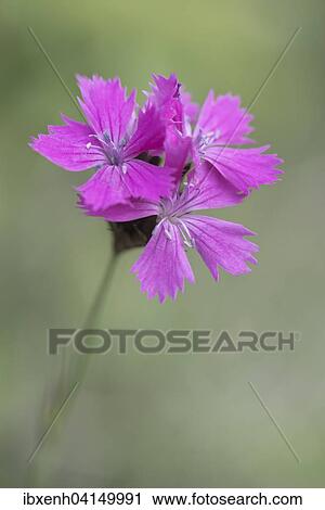 Stock Image - Carthusian Pink (Dianthus carthusianorum), Rothenstein nature reserve, Thuringia, Germany, Europe. Fotosearch