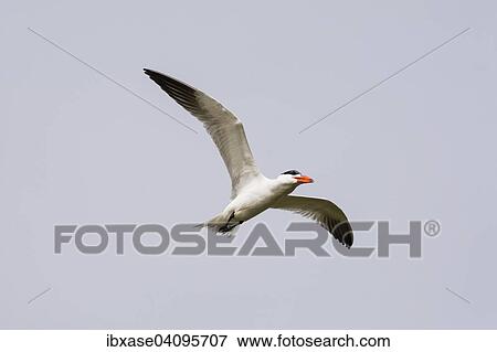 Caspian Tern (Hydroprogne caspia) flying, Djoudj National Park, Senegal, Africa View Large Photo Image Stock Photo - Caspian Tern (Hydroprogne caspia) flying, Djoudj National Park, Senegal, Africa. Fotosearch