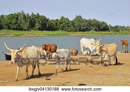Cattle by the Senegal river, Bogue, Brakna region, Mauritania, Africa View Large Photo Image Stock Photo - Cattle by the Senegal river, Bogue, Brakna region, Mauritania, Africa. Fotosearch