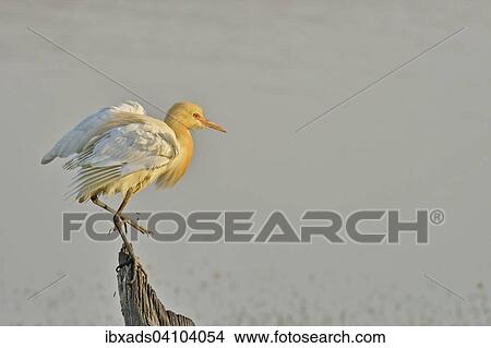 Picture - Cattle egret (Bubulcus ibis) in breeding plumage roosting on trunk, Ranthambhore national park, Rajasthan, India, Asia. Fotosearch