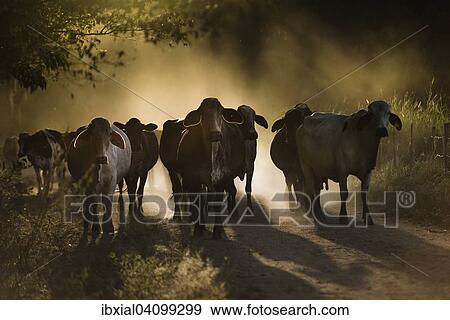 Stock Photo - Cattle on dirt road, Rio das Flores, Rio de Janeiro, Brazil, South America. Fotosearch