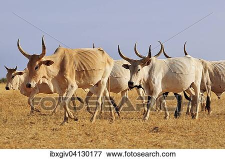 Stock Photo - Cattle walking across the steppe, at Aleg, Brakna region, Mauritania, Africa. Fotosearch