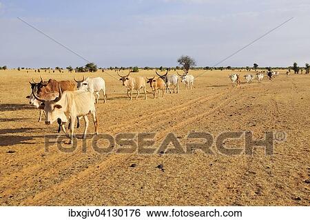 Cattle walking across the steppe, at Aleg, Brakna region, Mauritania, Africa View Large Photo Image Stock Photograph - Cattle walking across the steppe, at Aleg, Brakna region, Mauritania, Africa. Fotosearch