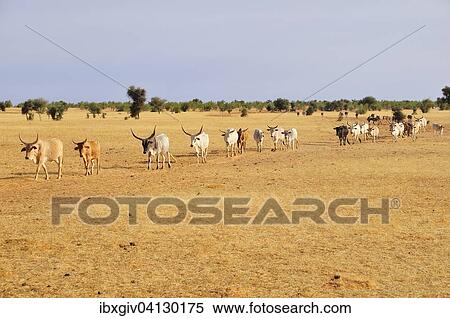 Cattle walking across the steppe, at Aleg, Brakna region, Mauritania, Africa View Large Photo Image Stock Photography - Cattle walking across the steppe, at Aleg, Brakna region, Mauritania, Africa. Fotosearch