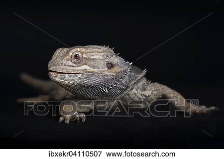 Central Bearded Dragon (Pogona vitticeps), captive View Large Photo Image Stock Photo - Central Bearded Dragon (Pogona vitticeps), captive. Fotosearch