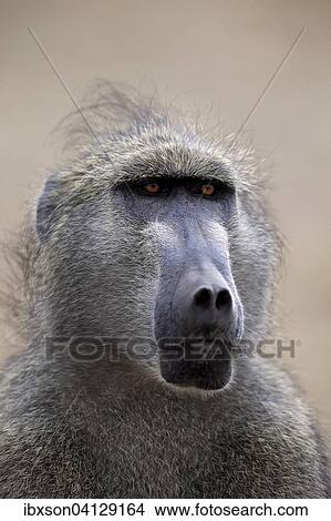 Chacma Baboon (Papio ursinus), adult, animal portrait, Kruger National Park, South Africa, Africa View Large Photo Image Picture - Chacma Baboon (Papio ursinus), adult, animal portrait, Kruger National Park, South Africa, Africa. Fotosearch