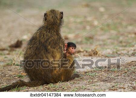 Chacma Baboon (Papio ursinus), female with young, Chobe National Park, Botswana, Africa View Large Photo Image Picture - Chacma Baboon (Papio ursinus), female with young, Chobe National Park, Botswana, Africa. Fotosearch