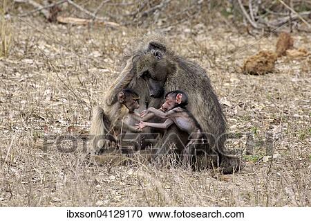 Chacma Baboon (Papio ursinus), female with young animals, grooming, social behavior, Kruger National Park, South Africa, Africa View Large Photo Image Stock Image - Chacma Baboon (Papio ursinus), female with young animals, grooming, social behavior, Kruger National Park, South Africa, Africa. Fotosearch