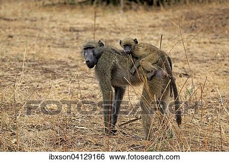 Chacma Baboon (Papio ursinus), female with young, Kruger National Park, South Africa, Africa View Large Photo Image Stock Photograph - Chacma Baboon (Papio ursinus), female with young, Kruger National Park, South Africa, Africa. Fotosearch