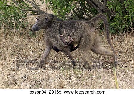 Chacma Baboon (Papio ursinus), female with young, Kruger National Park, South Africa, Africa View Large Photo Image Stock Photography - Chacma Baboon (Papio ursinus), female with young, Kruger National Park, South Africa, Africa. Fotosearch