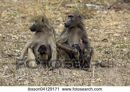 Chacma Baboons (Papio ursinus), females with young animals, suckling, Kruger National Park, South Africa, Africa View Large Photo Image Stock Image - Chacma Baboons (Papio ursinus), females with young animals, suckling, Kruger National Park, South Africa, Africa. Fotosearch
