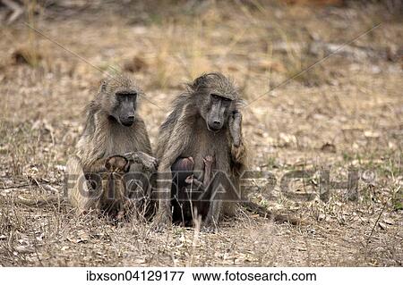 Stock Photo - Chacma Baboons (Papio ursinus), females with young animals, suckling, Kruger National Park, South Africa, Africa. Fotosearch