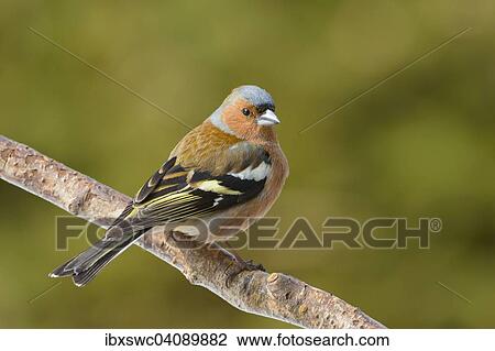 Stock Image - Chaffinch (Fringilla coelebs) on tree branch, Thuringian Forest, Thuringia, Germany, Europe. Fotosearch
