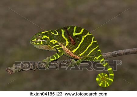Chameleon of the newly discovered species Furcifer timoni, female, Montagne d'Ambre, Madagascar, Africa View Large Photo Image Stock Image - Chameleon of the newly discovered species Furcifer timoni, female, Montagne d'Ambre, Madagascar, Africa. Fotosearch