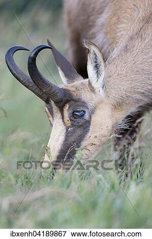 Chamois (Rupicapra rupicapra) feeding on grass, the Vosges, Alsace-Lorraine, France, Europe View Large Photo Image Stock Photo - Chamois (Rupicapra rupicapra) feeding on grass, the Vosges, Alsace-Lorraine, France, Europe. Fotosearch