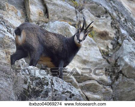 Chamois (Rupicapra rupicapra), male in the steep rocky terrain standing on a ledge, Gran Paradiso National Park, Valnontey, Piedmont, Italy, Europe View Large Photo Image Picture - Chamois (Rupicapra rupicapra), male in the steep rocky terrain standing on a ledge, Gran Paradiso National Park, Valnontey, Piedmont, Italy, Europe. Fotosearch