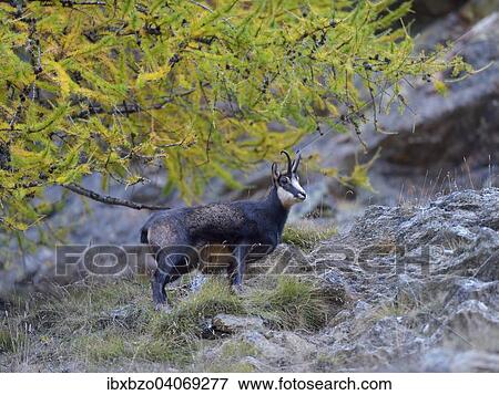 Chamois (Rupicapra Rupicapra), male in the steep rocky terrain with a larch will autumnal discolouration, Gran Paradiso National Park, Valnontey, Piedmont, Italy, Europe View Large Photo Image Stock Photo - Chamois (Rupicapra Rupicapra), male in the steep rocky terrain with a larch will autumnal discolouration, Gran Paradiso National Park, Valnontey, Piedmont, Italy, Europe. Fotosearch