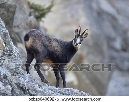 Chamois (Rupicapra rupicapra), male in the steep rocky terrain standing on a ledge, Gran Paradiso National Park, Valnontey, Piedmont, Italy, Europe View Large Photo Image Stock Photography - Chamois (Rupicapra rupicapra), male in the steep rocky terrain standing on a ledge, Gran Paradiso National Park, Valnontey, Piedmont, Italy, Europe. Fotosearch
